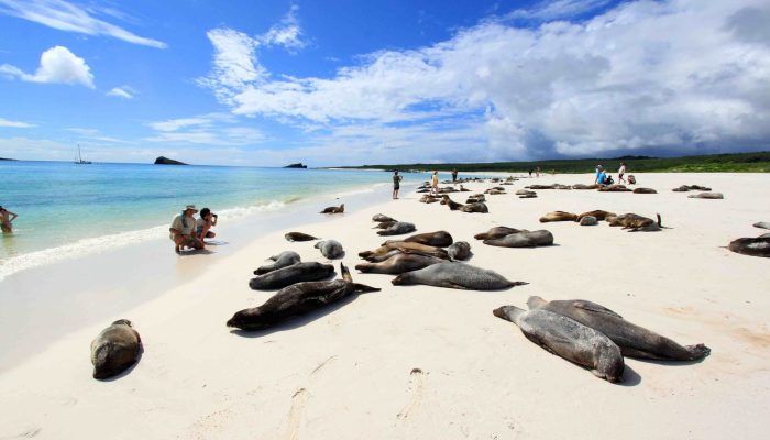 galápagos focas galápagos focas