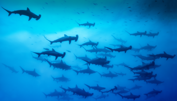 tiburones martillo groenlandia
